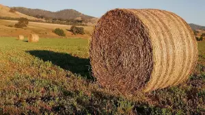 Қазақстанда 37,8 млн тонна мал азығы дайындалды