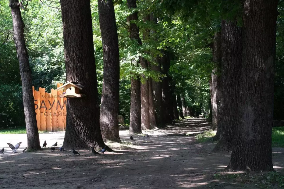 В рамках благоустройства рощи Баума зеленый массив будет увеличен