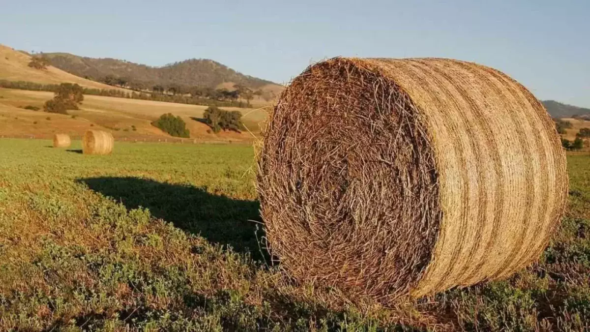 Казахстан заготовил почти 38 млн тонн кормов к зиме