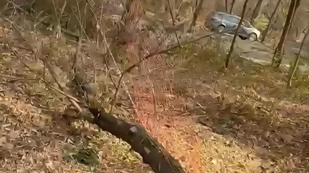 В роще Баума выявили незаконную порубку деревьев