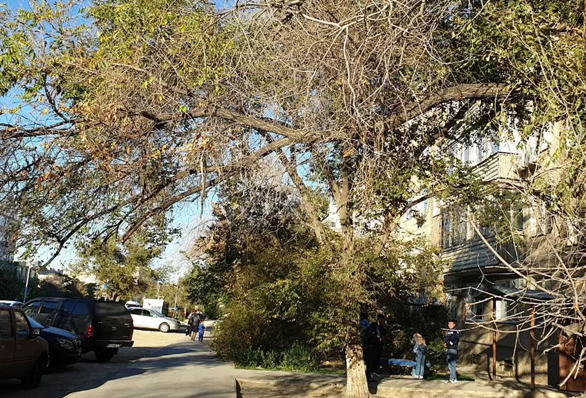 Спил сухостоя: куда обращаться жителям Актау - новости на Lada.kz 26.10.2025