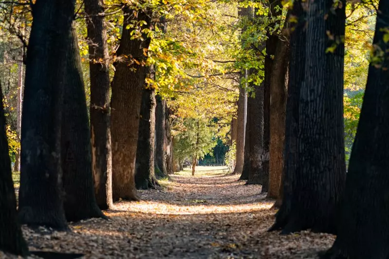 В роще Баума в Алматы незаконно вырубили деревья
