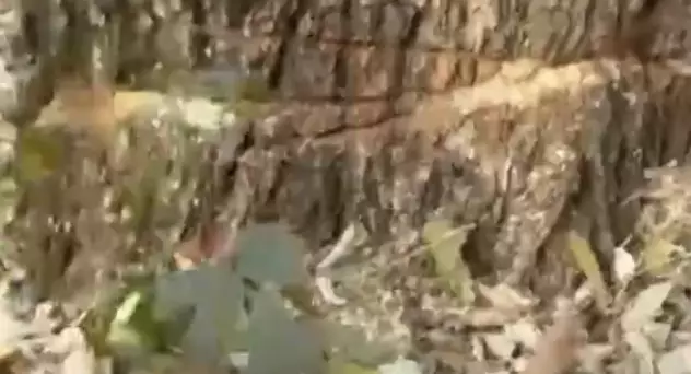 Баум тоғайында ағаш заңсыз кесілгені анықталды