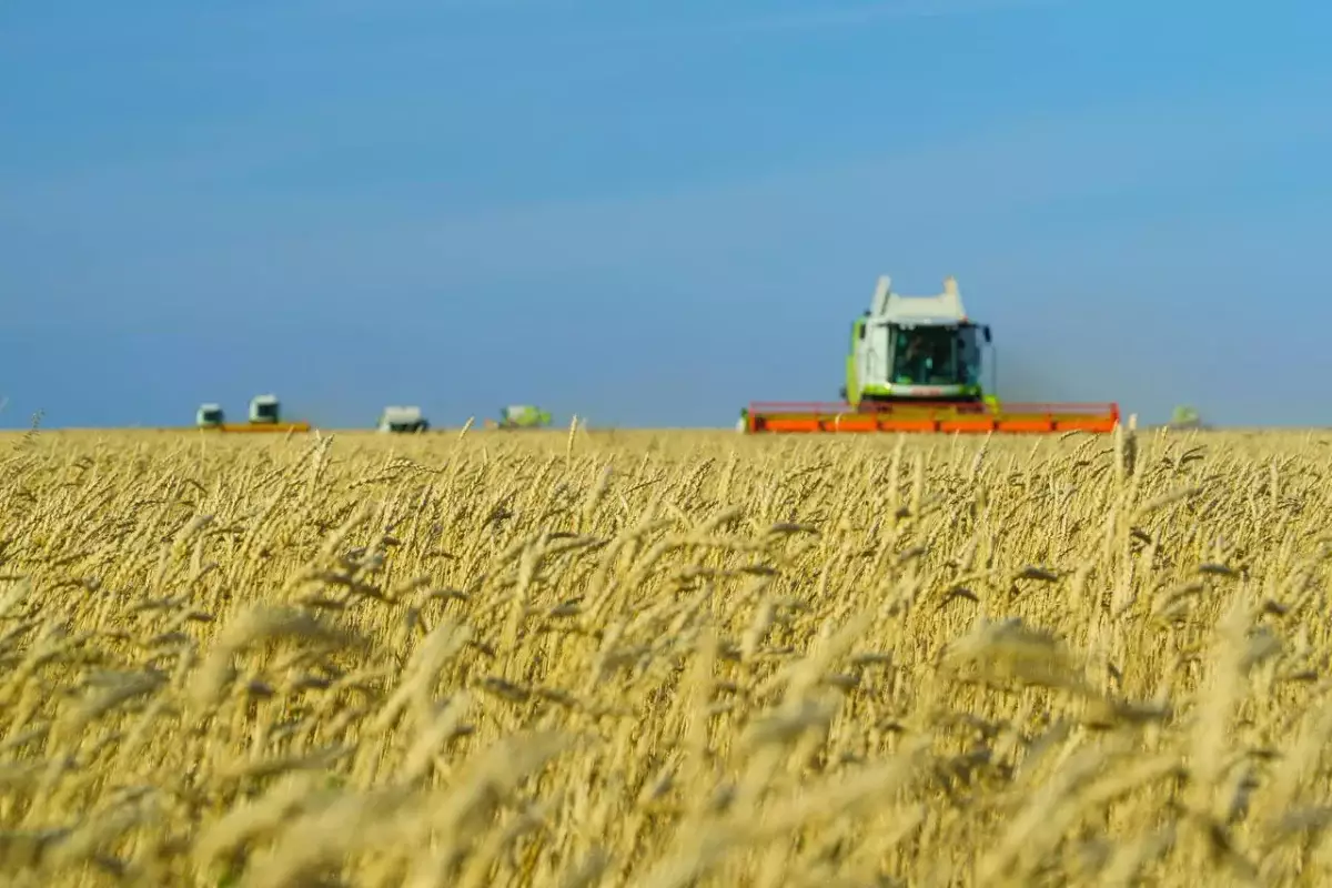 Исторический год: в Акмолинской области собрали рекордный урожай зерна