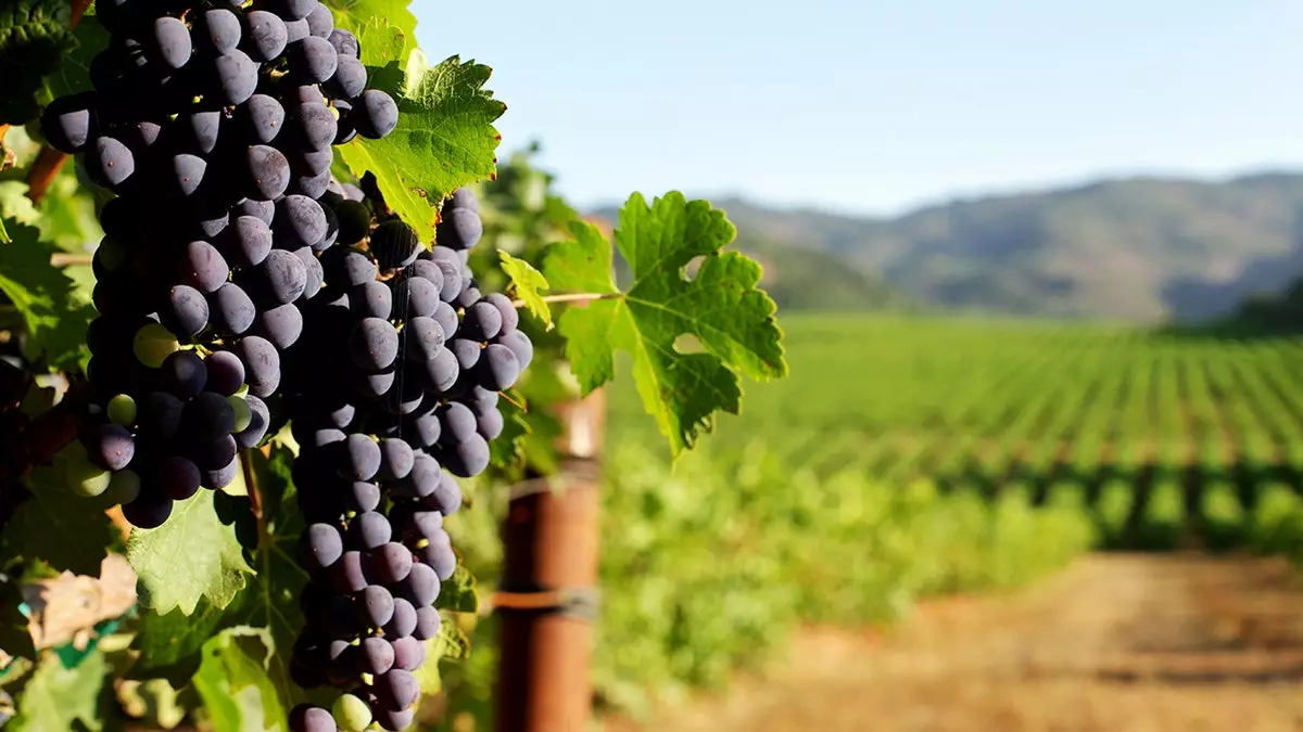 Владельцы виноградников используют метафору из Евангелия от Иоанна для формирования своей философии виноделия.