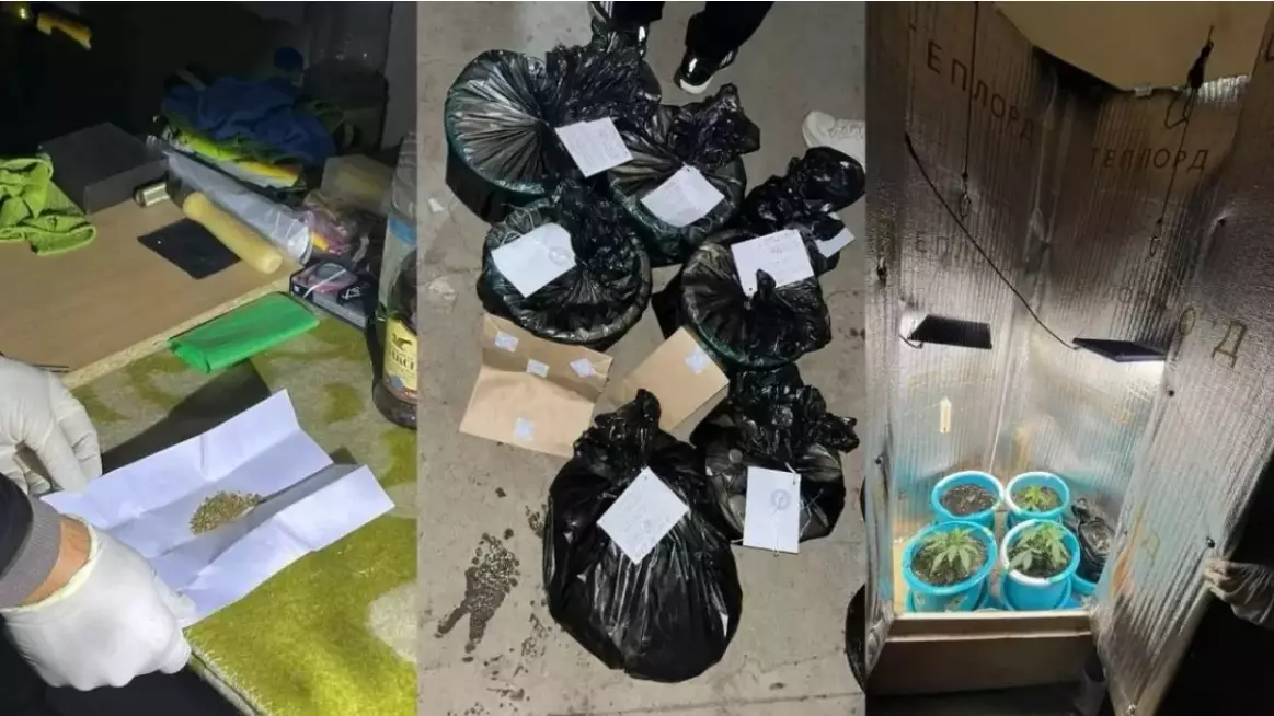 Оралда есірткі өсіретін жасырын фитозертхана жойылды