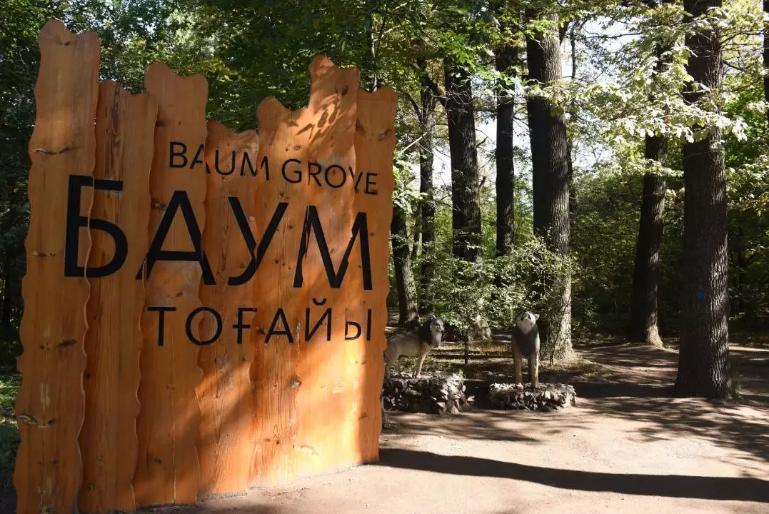 Благоустройство рощи Баума: проводится точечное удаление усыхающих деревьев