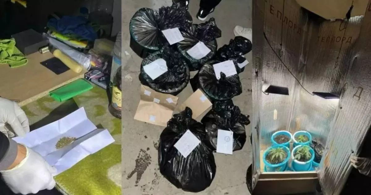  Оралда есірткі өсіретін жасырын фитозертхана жойылды 