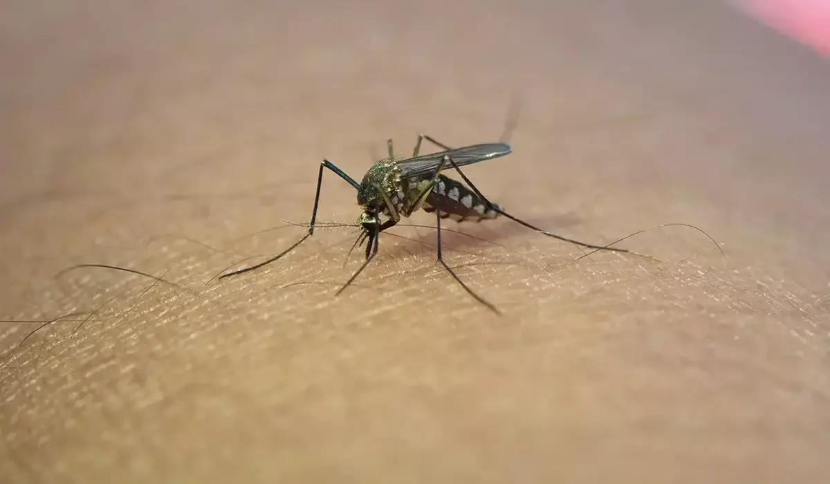 Батыс Ніл вирусынан бір адам көз жұмды