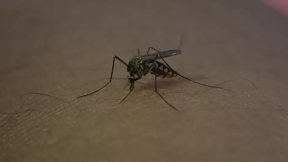 Батыс Ніл вирусынан бір адам көз жұмды