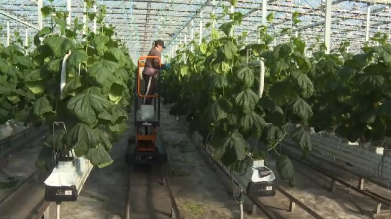 Крупнейший тепличный комплекс расширяют в Экибастузе