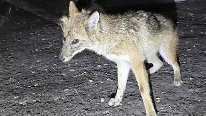 Забредшего в Ташкент шакаленка поймали и поместили в зоопарк