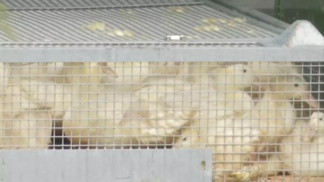 Более 130 тысяч птиц уничтожат из-за птичьего гриппа в Германии