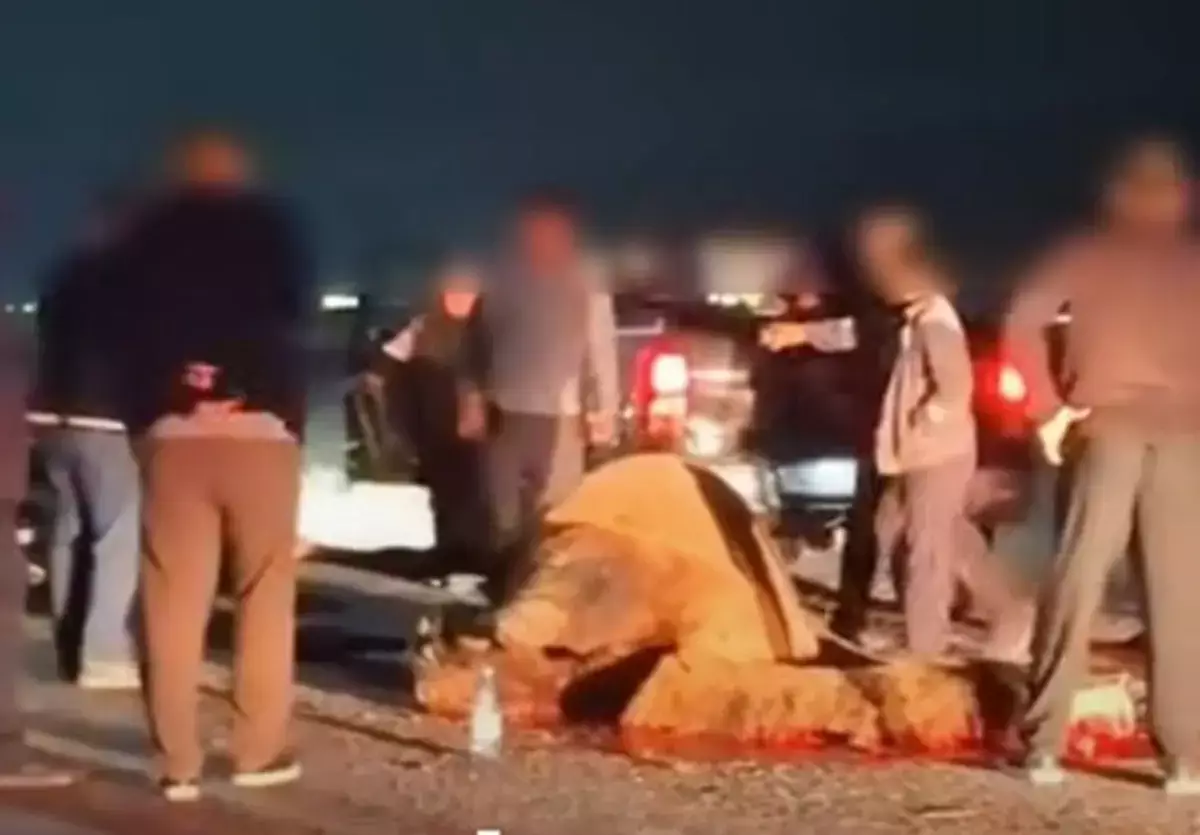 В Мангистау автомобиль столкнулся с верблюдом - новости на Lada.kz 27.10.2025