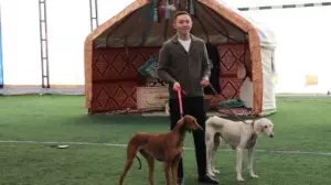 Алматыда тазы тұқымының үздіктері таныстырылды