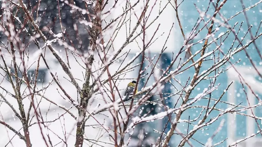 Алдағы үш күнде ауа райы қандай болады?