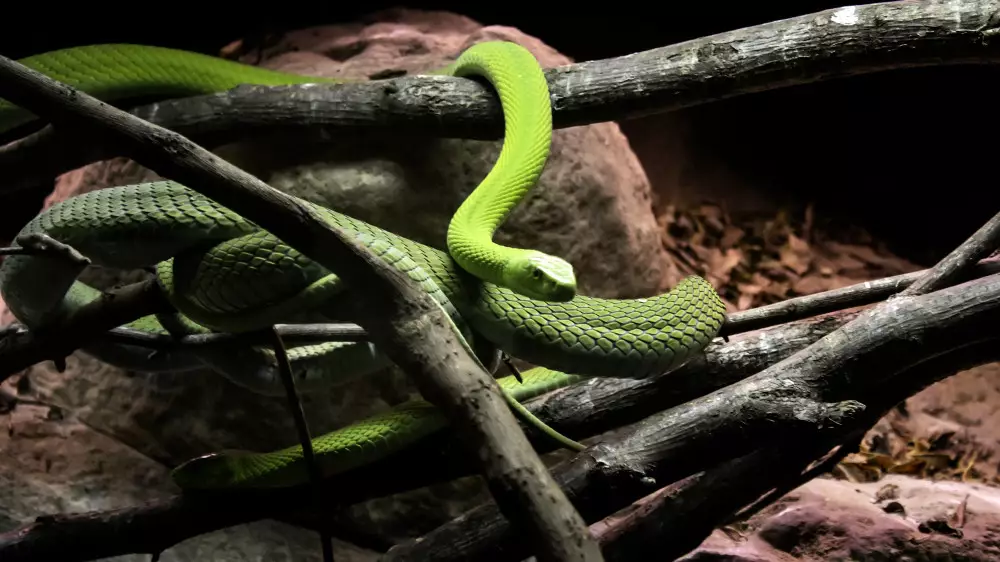 Туристы жалуются на нашествие двухметровых змей на Шри-Ланке
