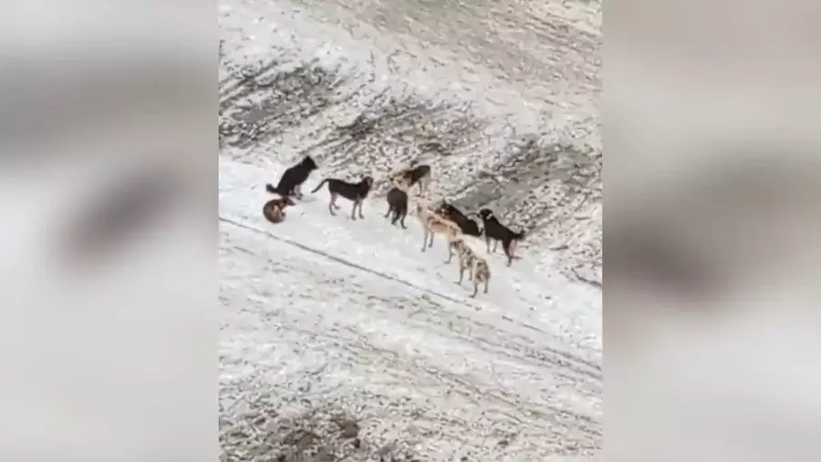 СҚО-да бұралқы иттер малдардың ішін жарып тастаған