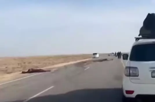 Лошадь на дороге: два человека погибли на трассе Бейнеу-Актау