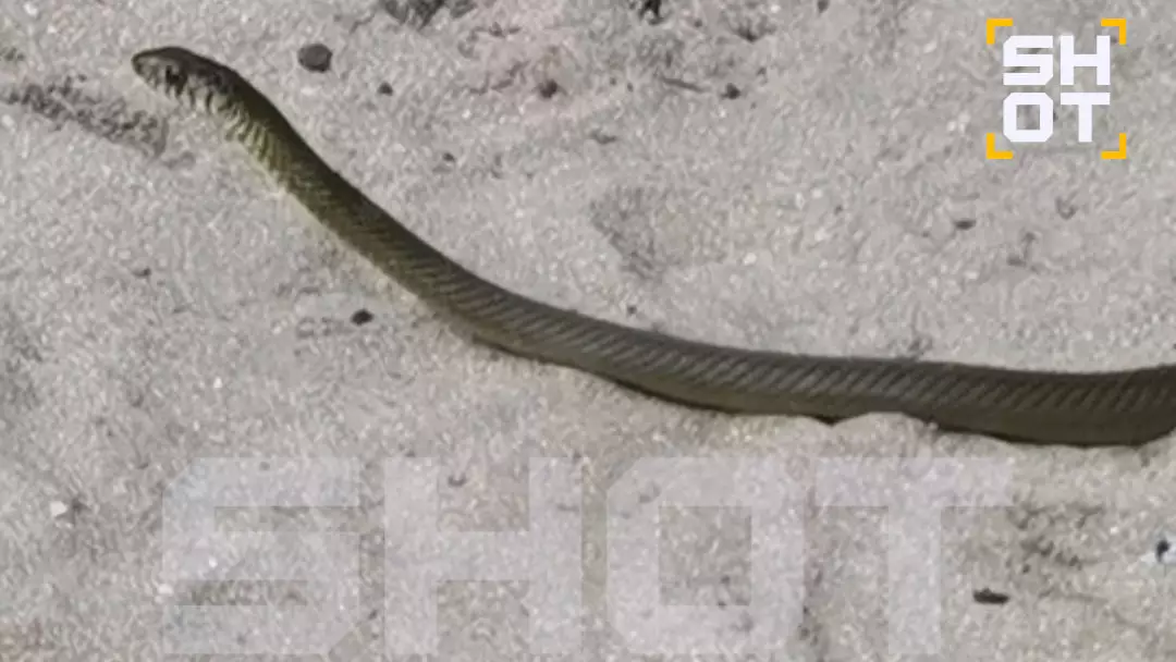 Шри-Ланка қонақ үйлерінде екі метрлік жыландар қаптап кеткен