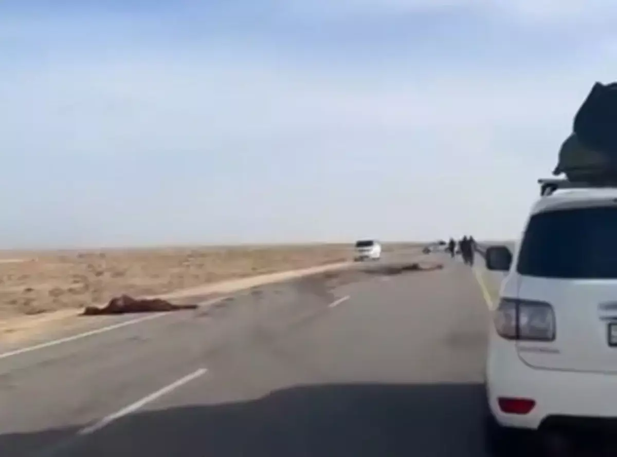 Два человека погибли в ДТП с лошадью на трассе Бейнеу – Актау - новости на Lada.kz 27.10.2025