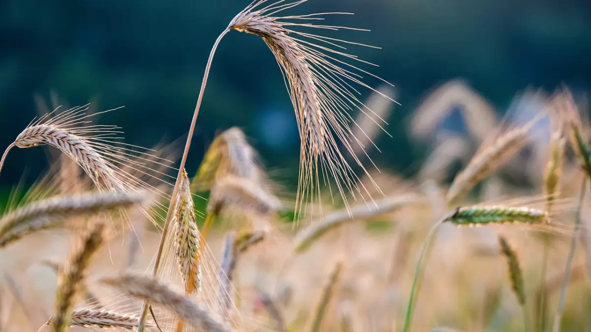 Қазақстан мен Өзбекстан бірлескен ауылшаруашылық кластерін құрады