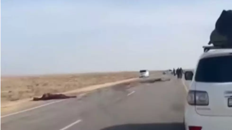 Жол апатына себепкер жылқы: Бейнеу-Ақтау тас жолында екі адам қаза тапты