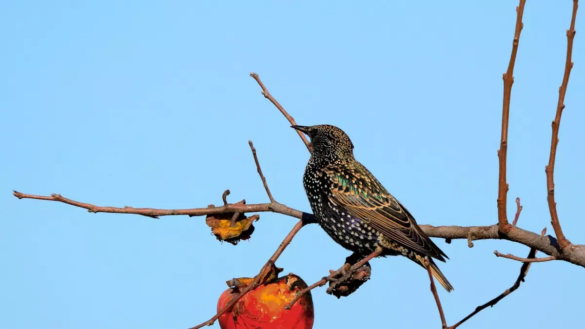 Германияда құс тұмауы өршіп тұр