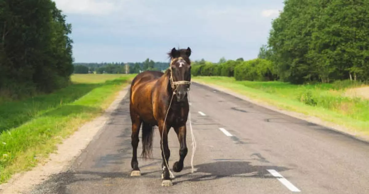  Маңғыстауда екі автокөлік жылқыға соғылып, екі адам қаза тапты 