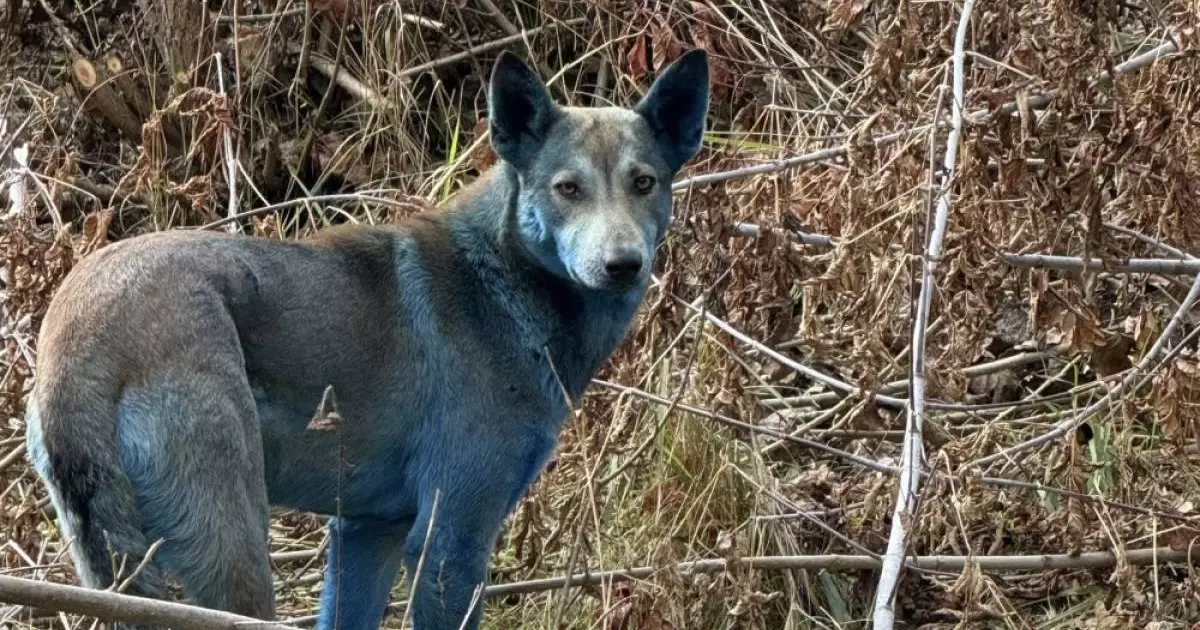  Собак с синей шерстью впервые заметили в Чернобыле 