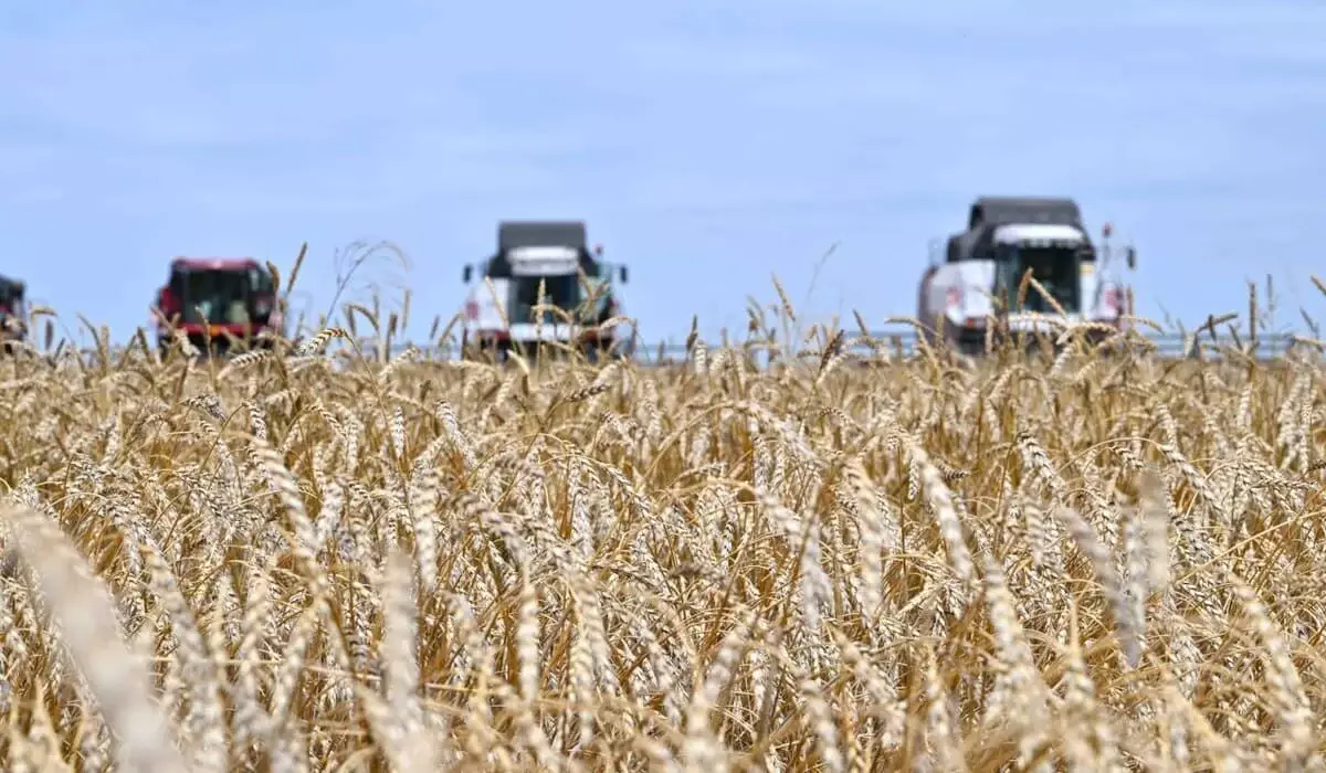 В Казахстане намолочено 26,9 млн тонн зерна – Минсельхоз