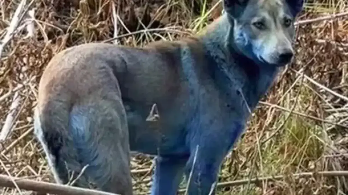 В Чернобыльской зоне появились собаки с необычным синим окрасом - новости на Lada.kz 28.10.2025