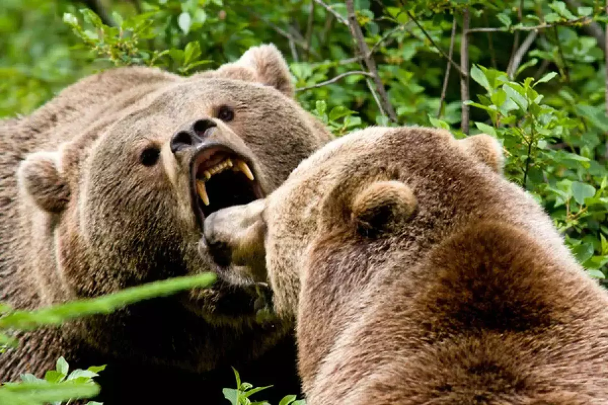 Медведи-людоеды в Японии: что делают власти после множества нападений на горожан