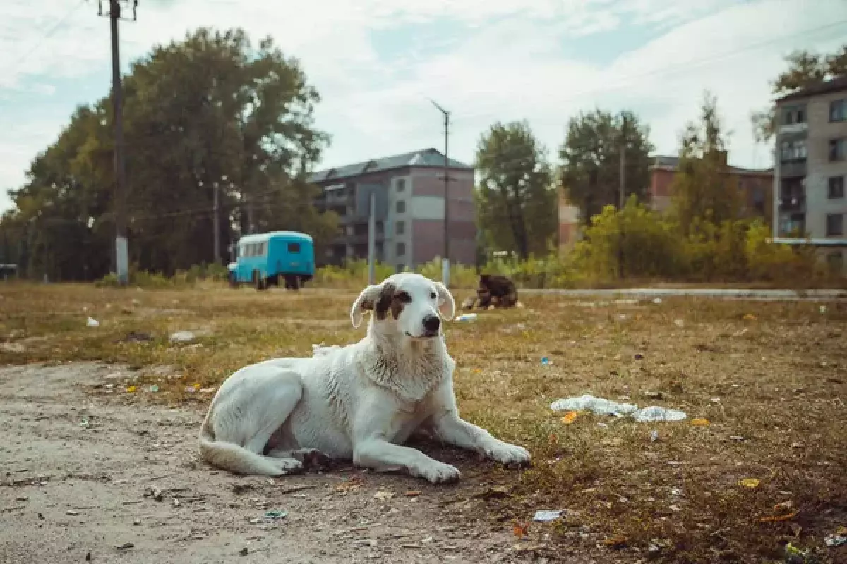 Необычное явление: в Чернобыле обнаружили синих собак (видео)