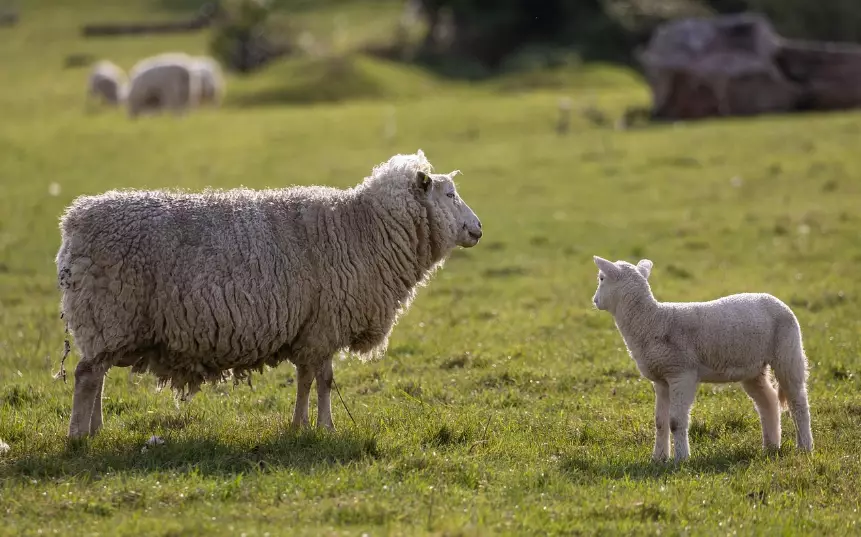 Неиспользуемые и незаконно предоставленные земли выявили в Павлодарской области