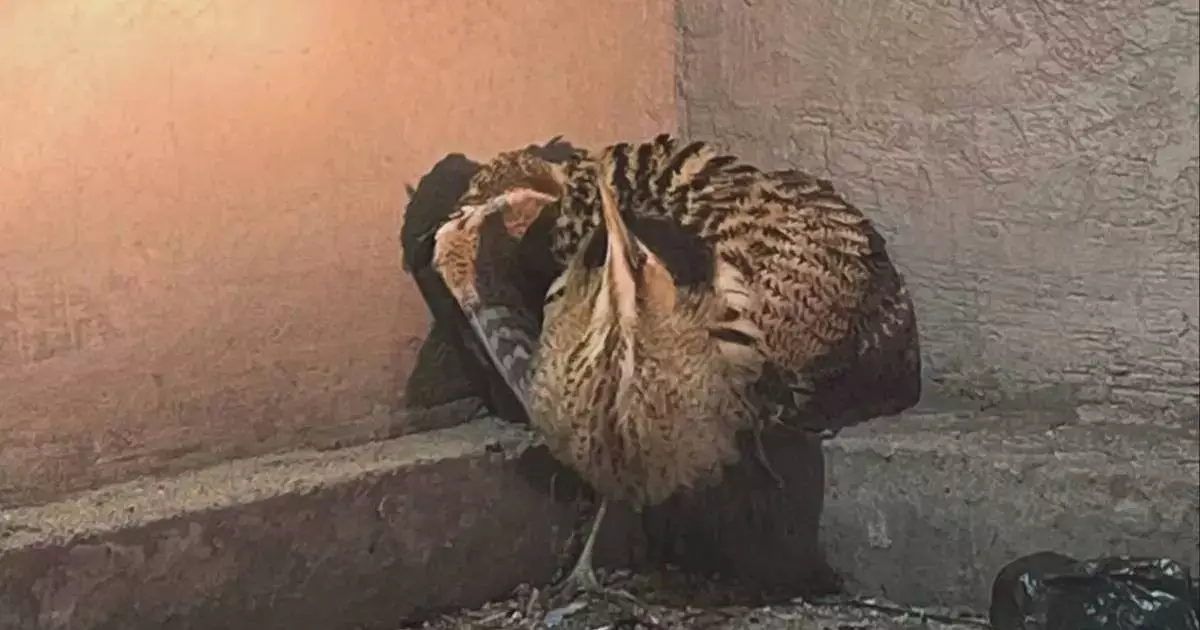  Маңғыстау тұрғындары көлік жуу орнынан жабайы құсты кездестірді 