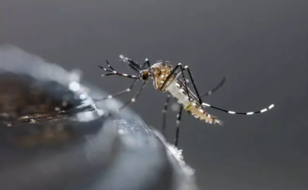 Число умерших от лихорадки денге в Бангладеш достигло 269