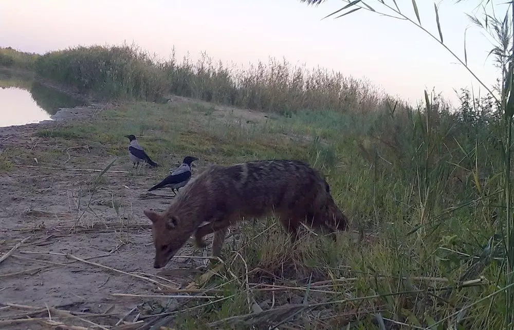 Трое жителей Атырауской области пострадали от укусов шакалов