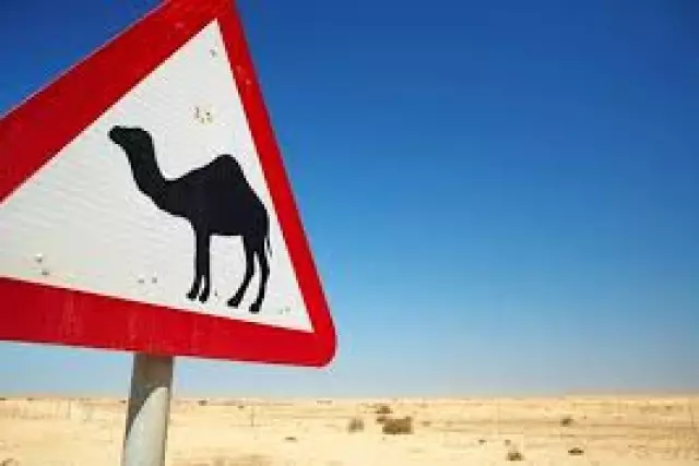 Құлсарыда түйе көшеде кетіп бара жатқан баланы тапап кетті