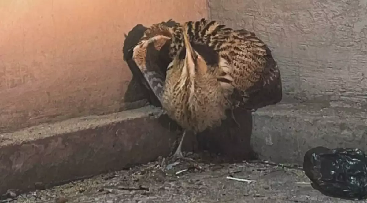 Редкую птицу нашли на автомойке жители Мангистау