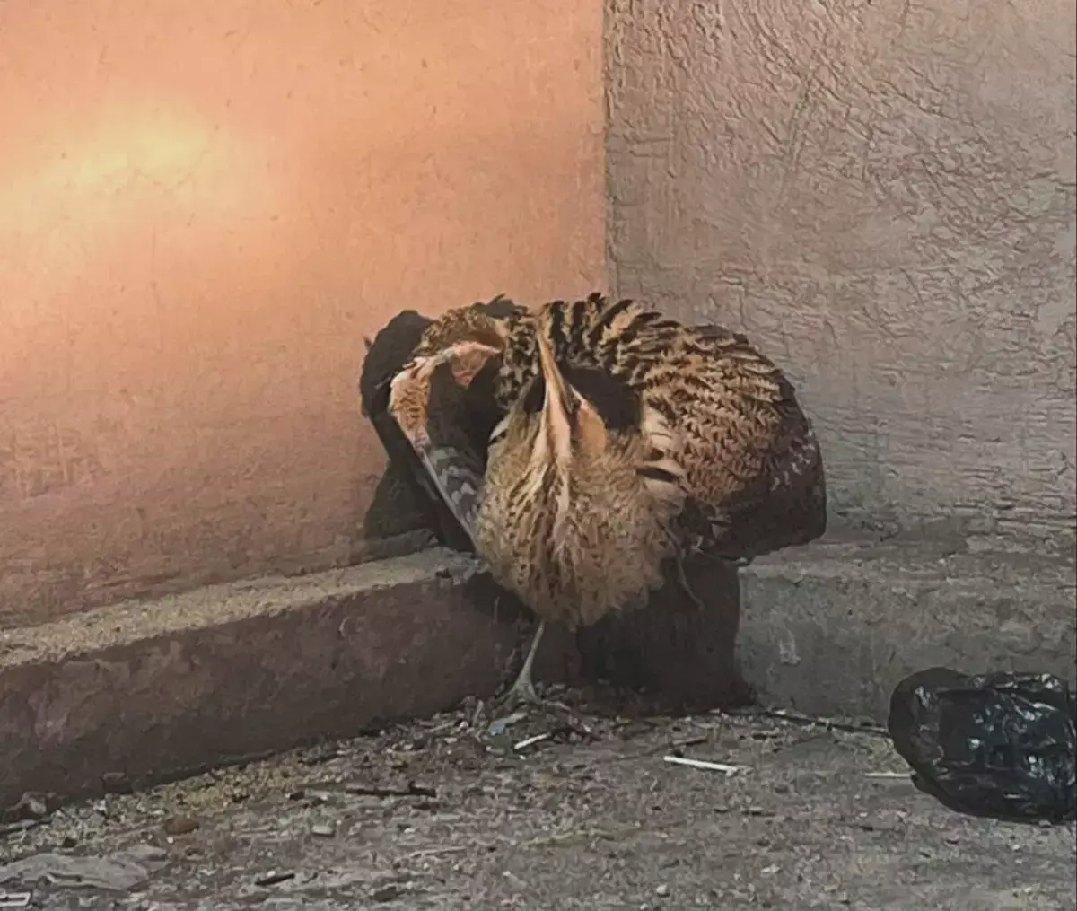 Жители Мунайлы обнаружили дикую птицу на автомойке - новости на Lada.kz 28.10.2025