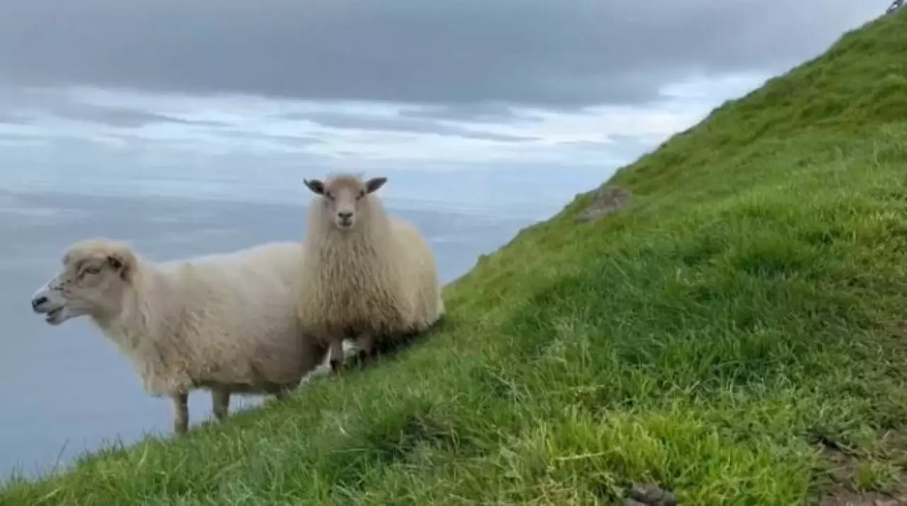 Швеция и Дания цифровизируют пастбища