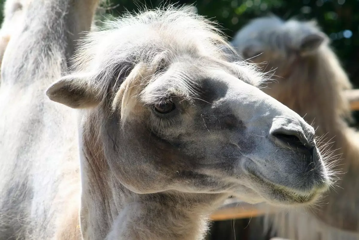 Верблюд набросился на подростка в Атырауской области (ВИДЕО)