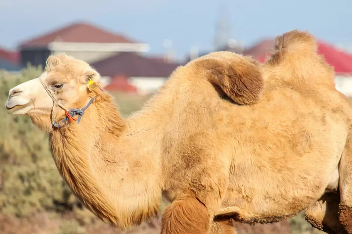 Верблюд набросился на подростка на улице в Кульсары (ВИДЕО)