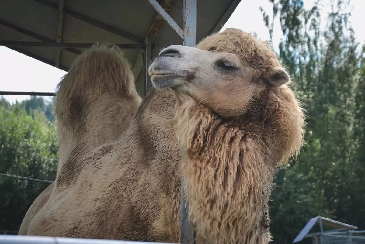 В Атырауской области верблюд затоптал ребёнка