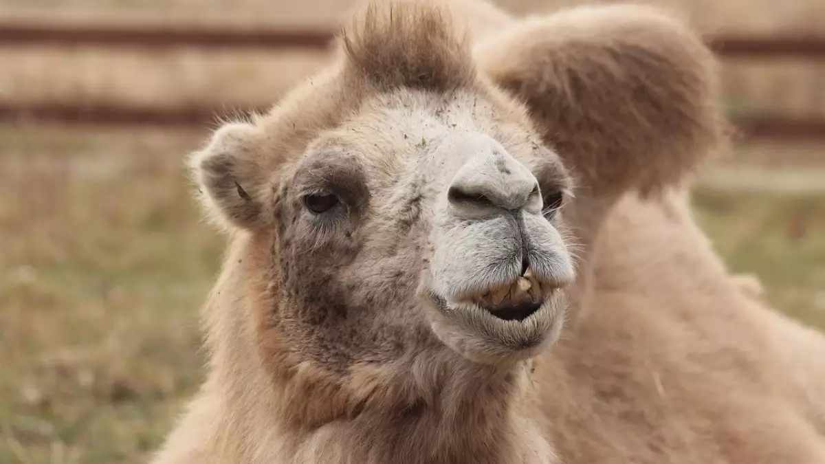 Атырау облысында түйе жасөспірімге шабуыл жасады