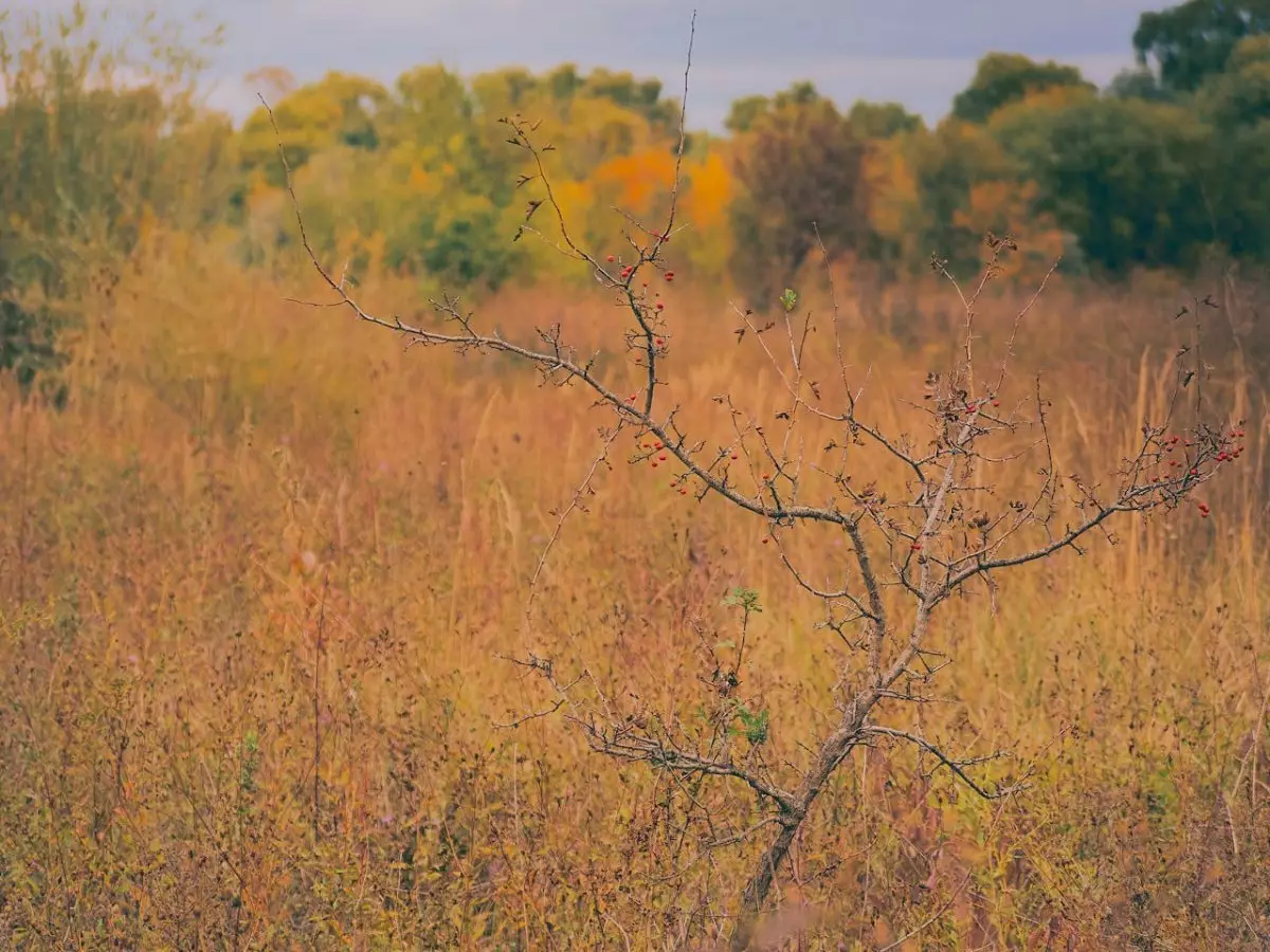 Какой будет погода в Казахстане 29 октября