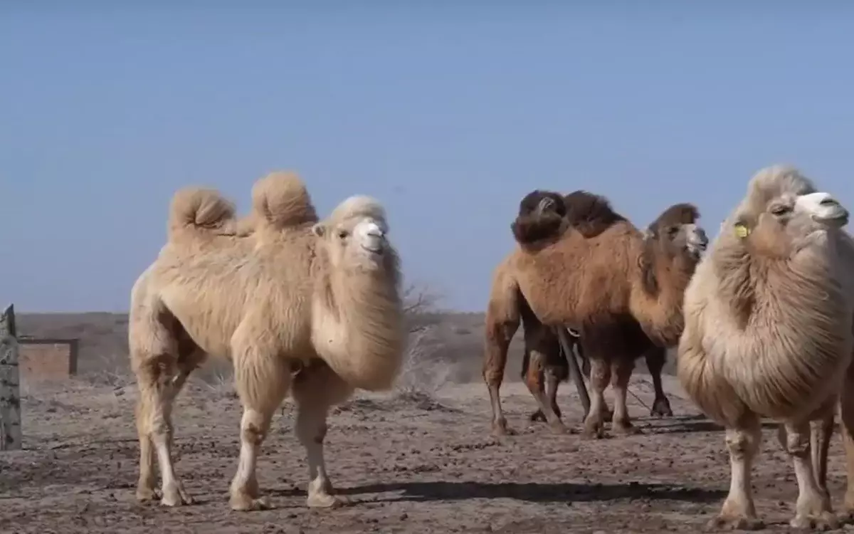 В Атырау верблюд набросился на подростка – видео