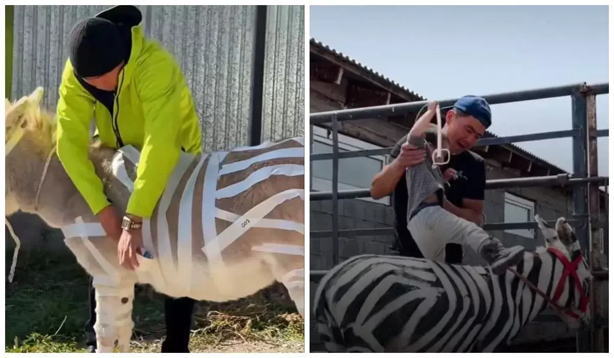 Масқара! Қазақстандық блогер есекті бояп, “зебраға” айналдырмақ болған