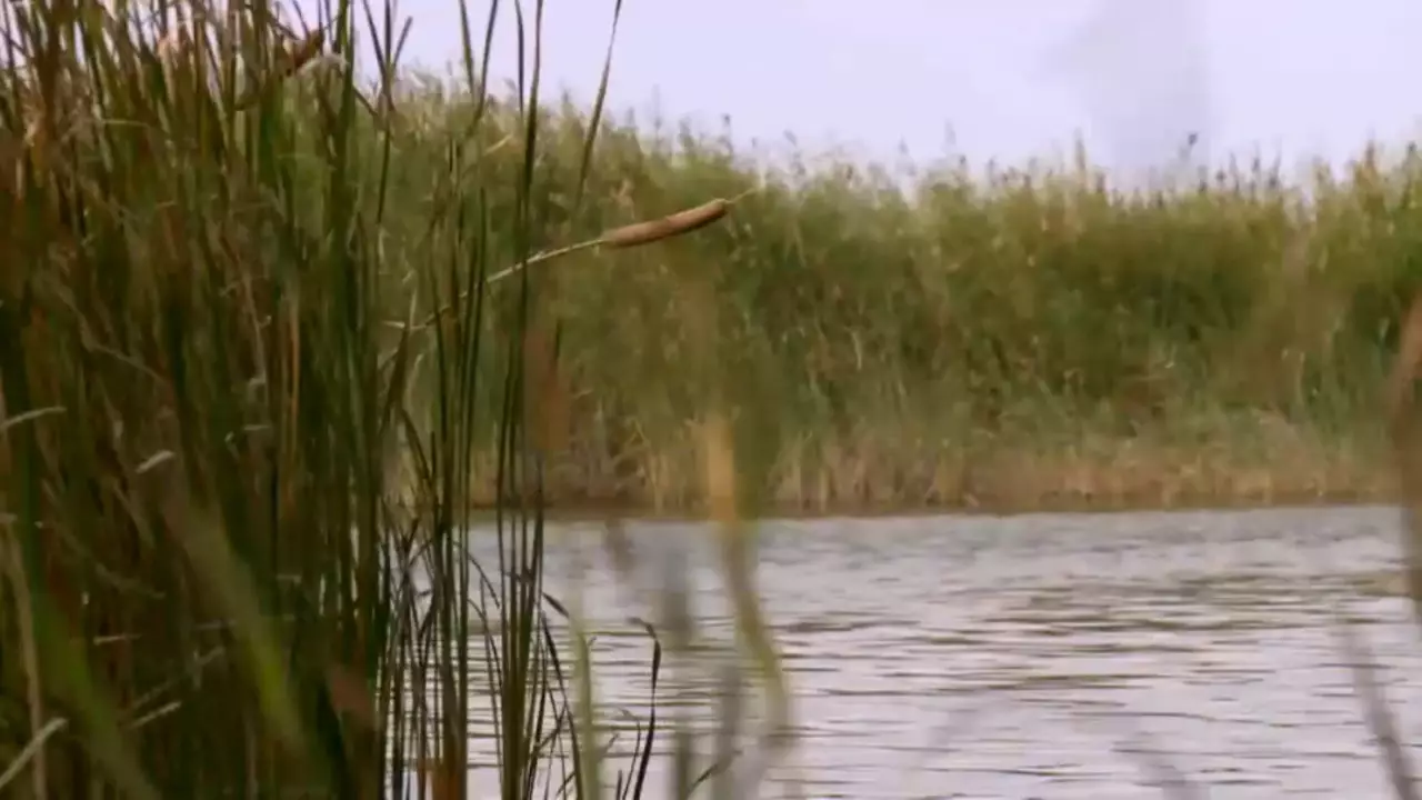 Қызылорда облысында қайраңда қалған балықтар құтқарылып жатыр